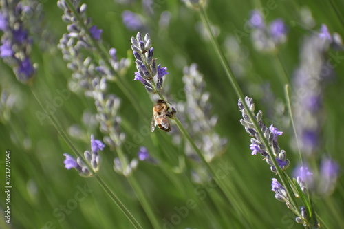 Bee while doing its work :)