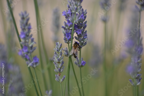 Bee while doing its work :)