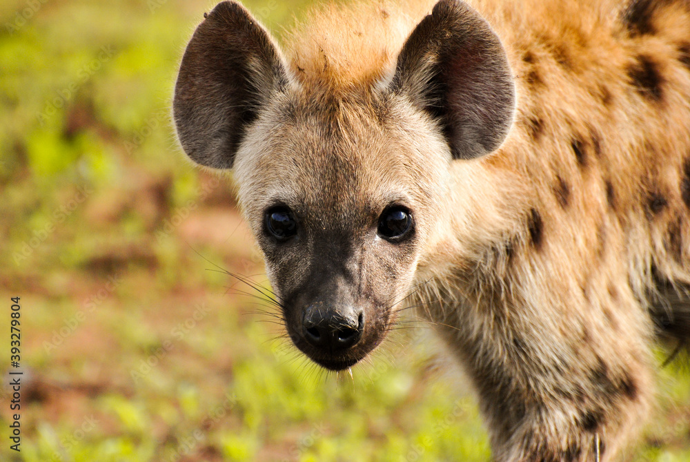 Juvenile spotted hyena. Juvenile spotted hyena.