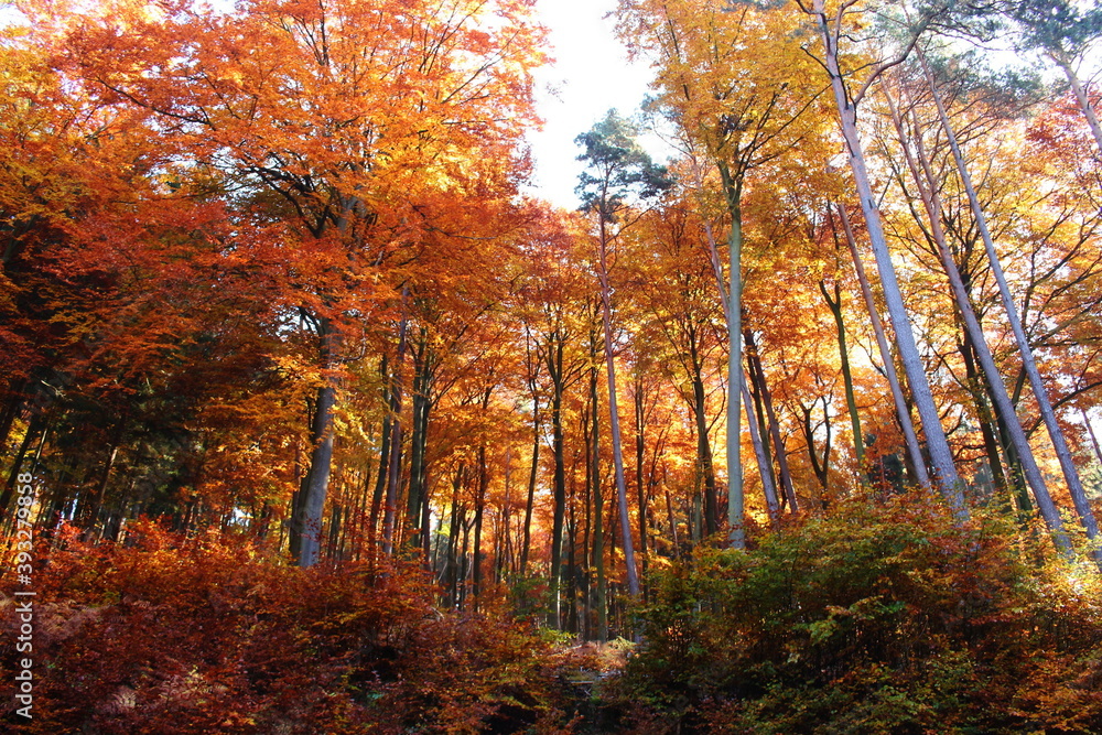 Fototapeta premium LIGHT IN THE FOREST