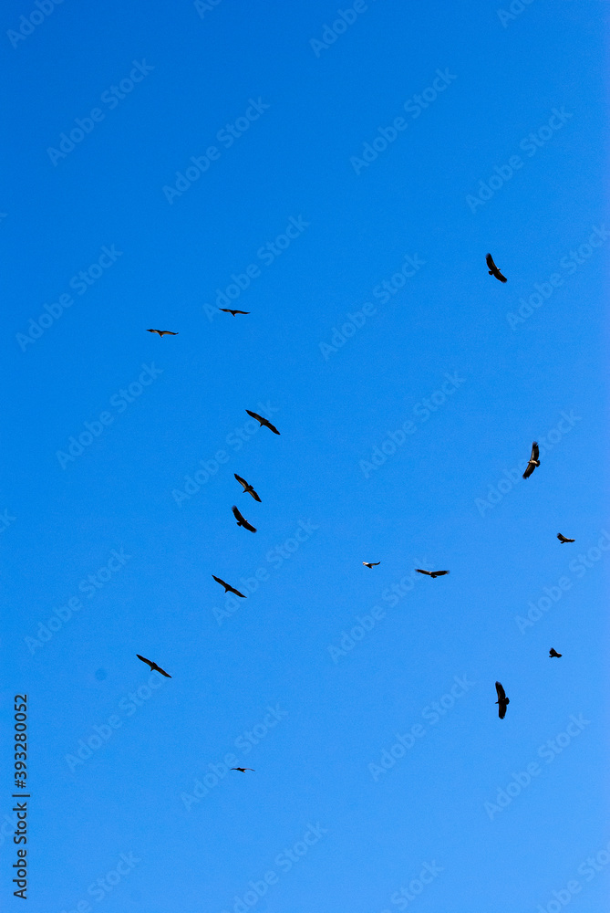 Birds in flight