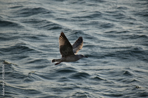 Hunting seagull
