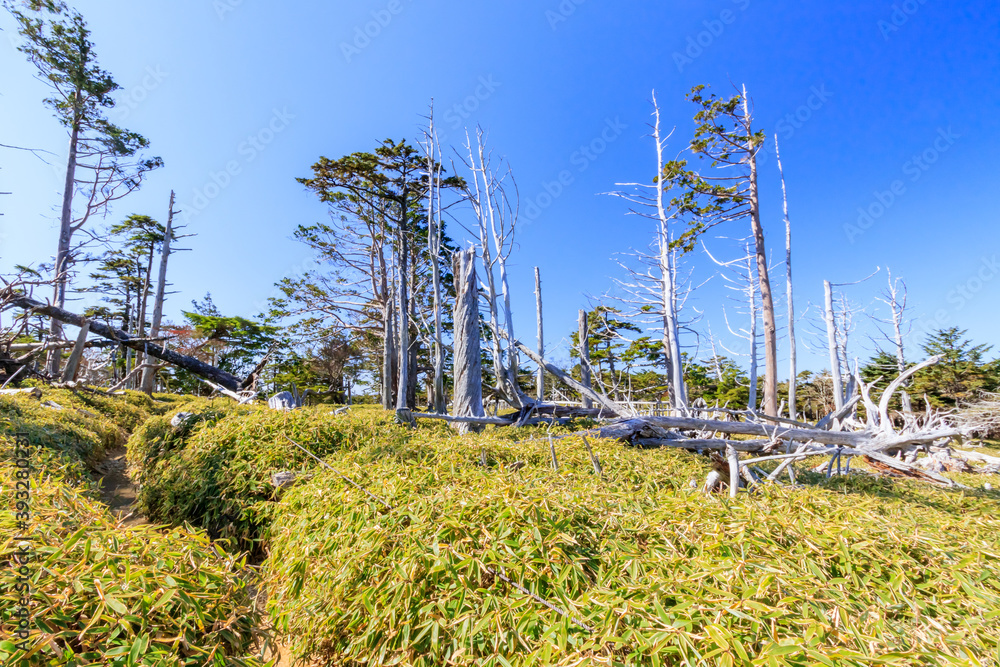 Fototapeta premium 秋の正木ヶ原 大台ヶ原 奈良県 Autumn Masakigahara Oodaigahara Nara-ken 