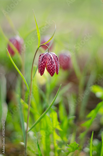 Snake's Head Fritillary, Fritillaria Melaagris, flowering in a mixed border in a garden in Russia.