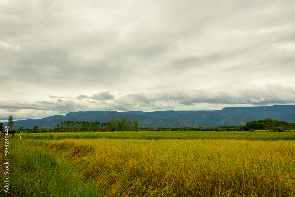 Scenic view of rice field Against  clouds sky and mountains in background