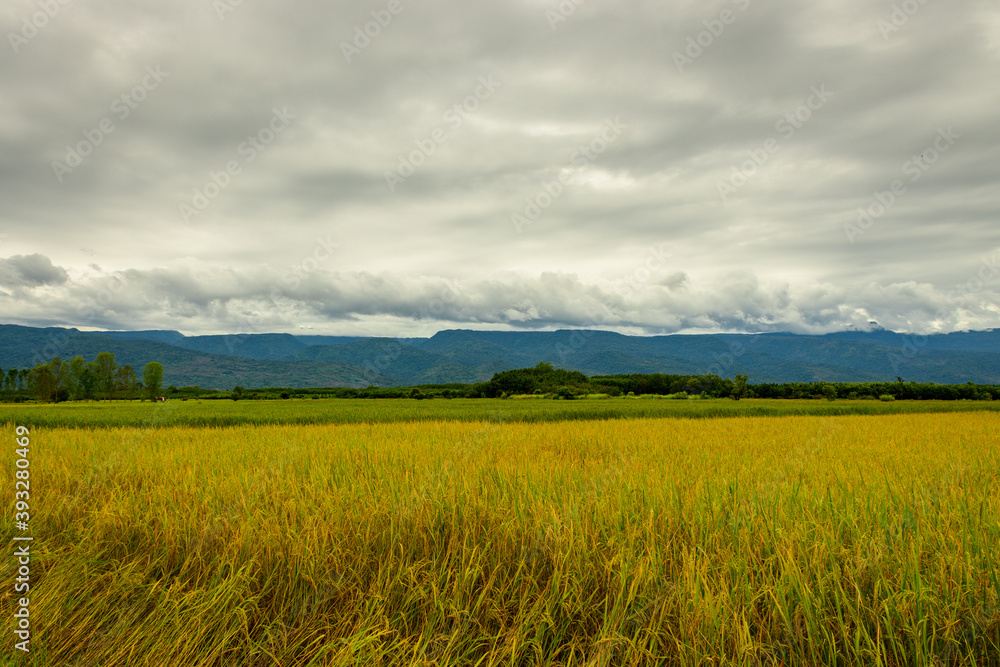 Scenic view of rice field Against  clouds sky and mountains in background