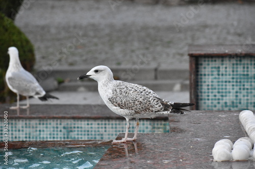 A seagull from Istanbul