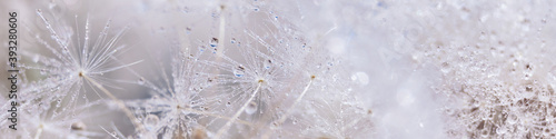 Fotografia Beautiful dew drops on a dandelion seed macro