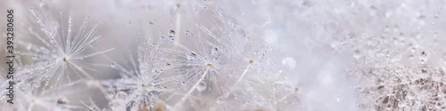 Panel kuchenny z motywem Beautiful dew drops on a dandelion seed macro. Beautiful soft background. Water drops on a parachutes dandelion. Copy space. soft focus on water droplets. circular shape, abstract background