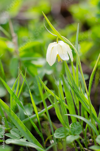 Snake's Head Fritillary, Fritillaria Melaagris, flowering in a white color in a garden in Russia.