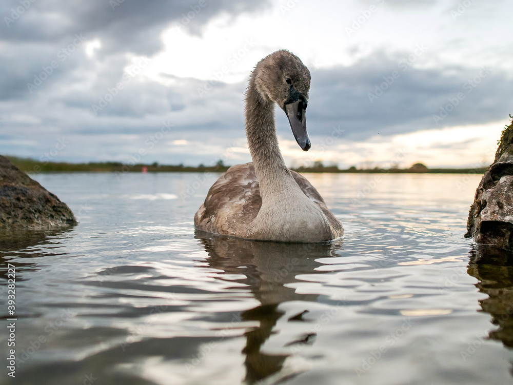 One grown cygnet with grey feathers in a river. Cloudy sky in the background. Selective focus.