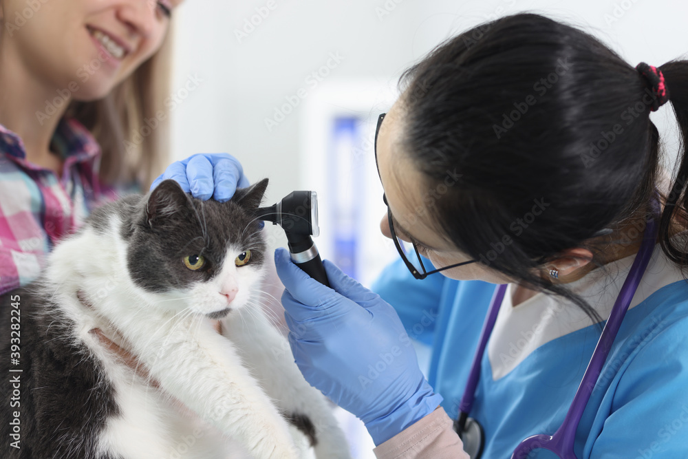 Veterinarian examines the cat's ear. Ear disease in pets concept Veterinarian examines the cat's ear. Ear disease in pets concept