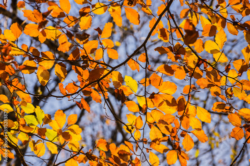 glowing yellow leaves on a tree in autumn