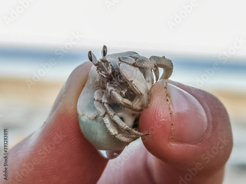 little hermit crab is held between two fingers photo