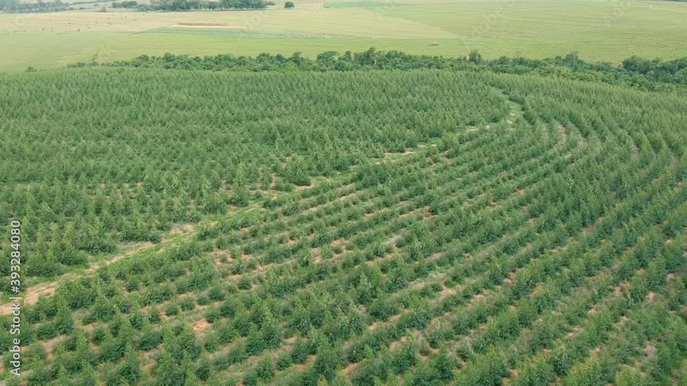 Aerial view of drone of a planted eucalyptus forest in Brazil
Aerial view of drone of a planted eucalyptus forest in Brazil