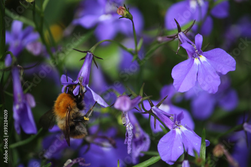 Selective focus shot of blooming Lobelia erinus flowers in the greenery photo