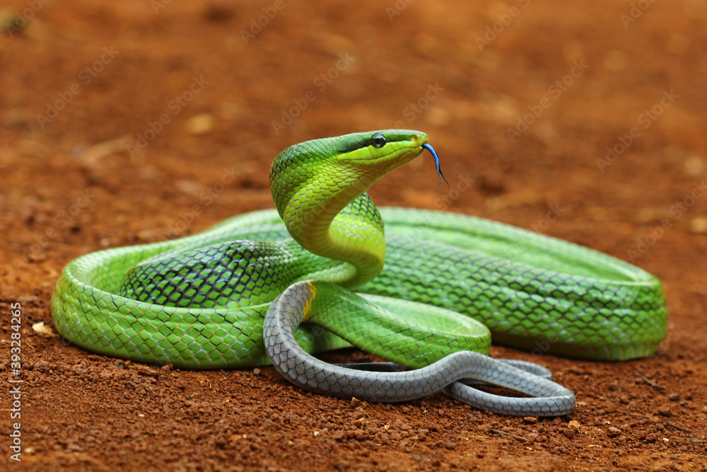 Fototapeta premium green snake, Gonyosoma oxycephalum, indonesian snake