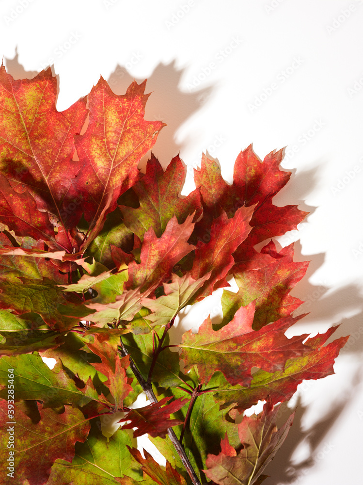Fototapeta premium Autumn oak leaves over white background