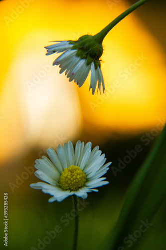 Gänseblümchen photo