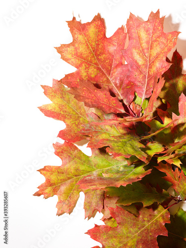 Branch with autumn oak leaves over white background