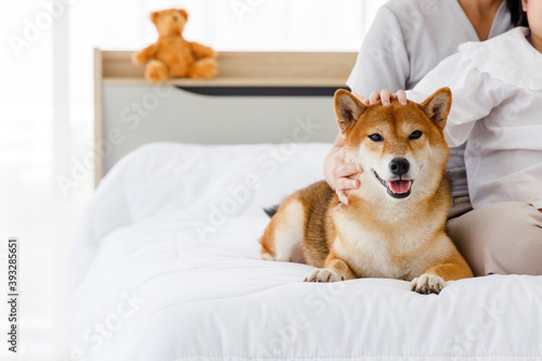 Shiba Inu lying on bed.