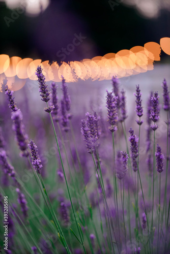flower, lavender, purple, nature, flowers, field, plant, summer, garden, violet, bloom, herb, green, spring, aroma, blossom, beautiful, lavandula, floral, flora, provence, blooming, meadow, grass, hea