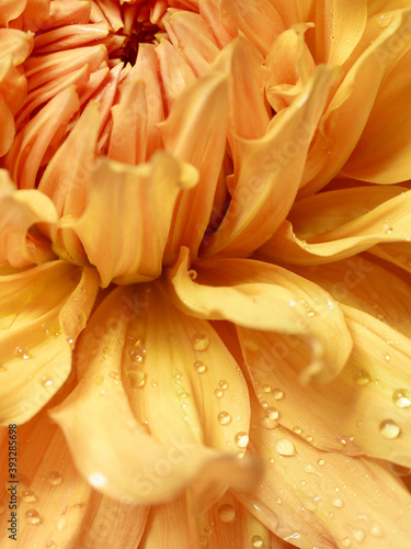 Yellow dahlia with drops of water on her petals close up