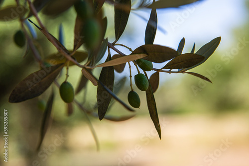 Olive