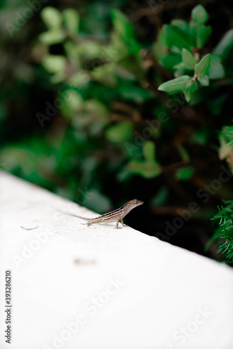 bird, nature, animal, wildlife, green, sparrow, brown, wild, tree, small, branch, fauna, robin, beak, songbird, garden