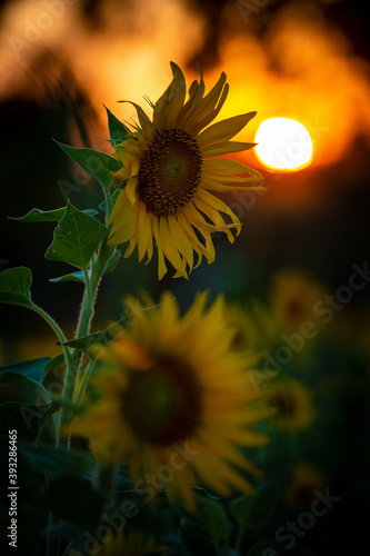 Sonnenblume photo