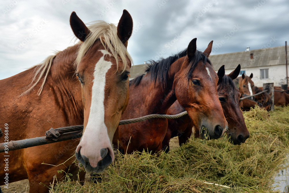 Obraz premium horses eating hay