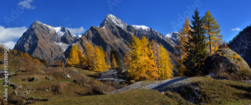 Autumn Alpine landscape with fog and yellow trees