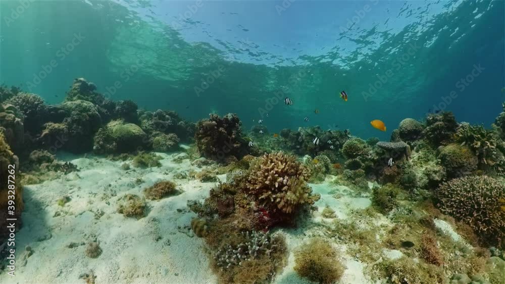 Tropical underwater sea fish. Colourful tropical coral reef. Scene reef. Philippines. Tropical underwater sea fish. Colourful tropical coral reef. Scene reef. Philippines.