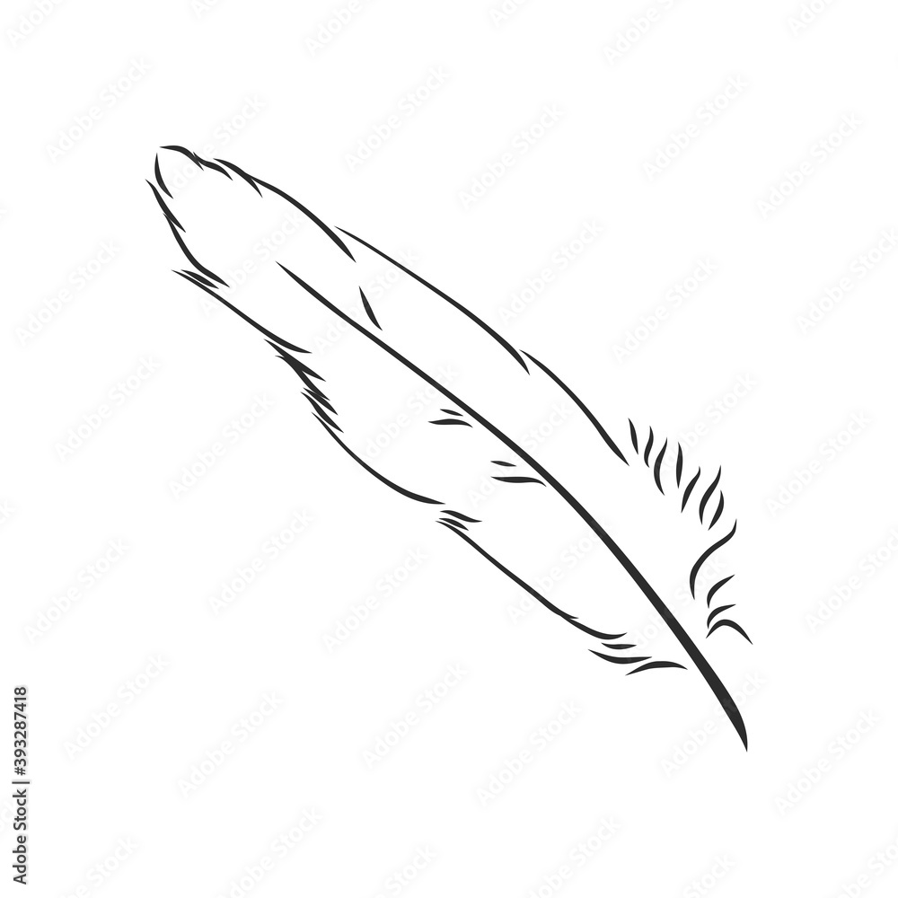 Fototapeta premium bird feathers. Hand drawn illustration converted to vector. Outline with transparent background, pen vector sketch illustration