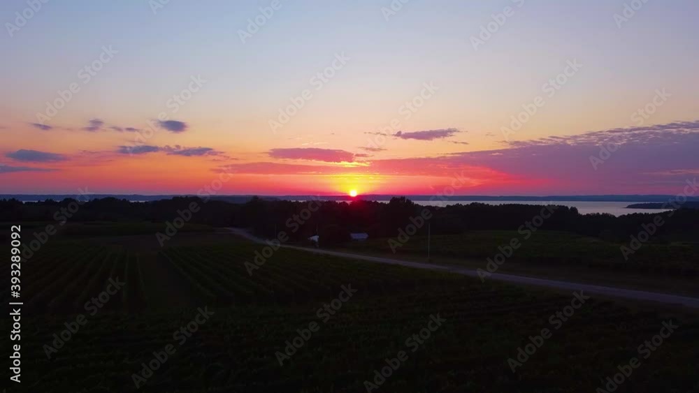 A gorgeous sunset up north in Michigan over a vineyard field. A gorgeous sunset up north in Michigan over a vineyard field.