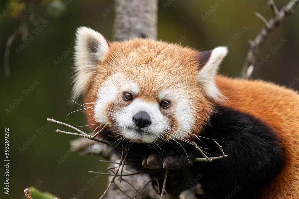 木の上でくつろぐレッサーパンダ 木の上でくつろぐレッサーパンダ