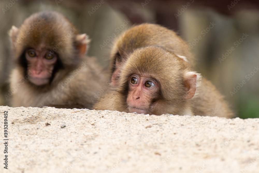 Naklejka premium 覗き込む子供のニホンザル