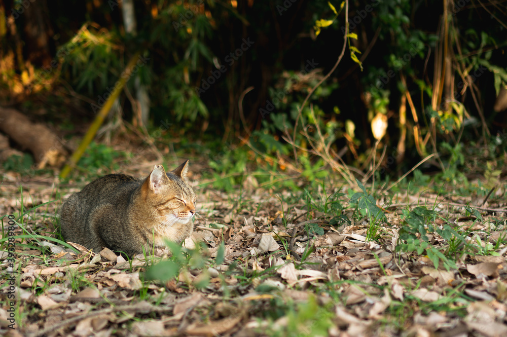 瞑想する野良猫 瞑想する野良猫