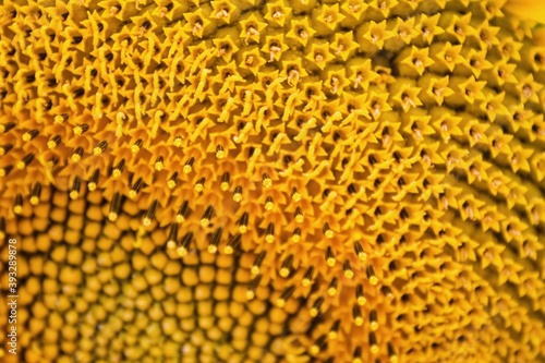 Sunflower detail on which the sun`s rays fall.Detail of yellow Sunflower which the sun`s rays fall.