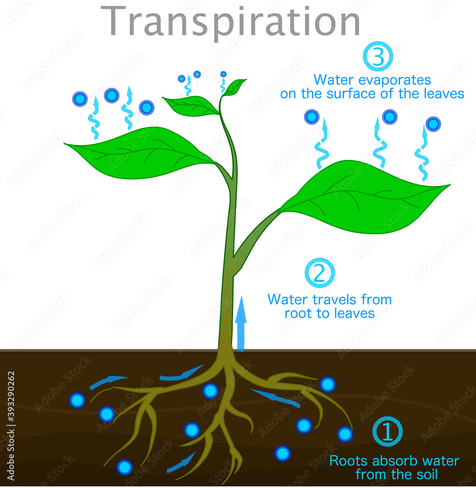 Water Cycle Transpiration