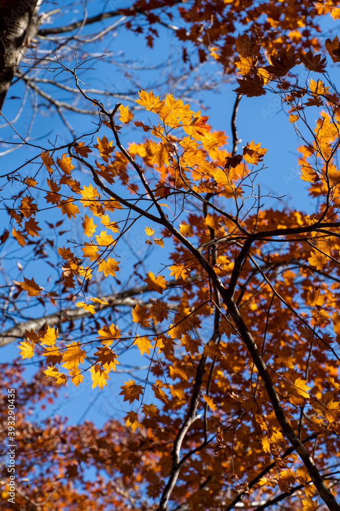 Fototapeta premium maple in Nikko, JAPAN