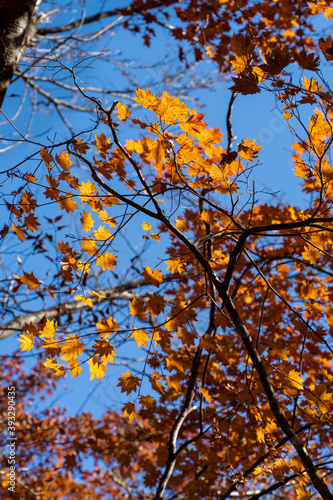 maple in Nikko  JAPAN