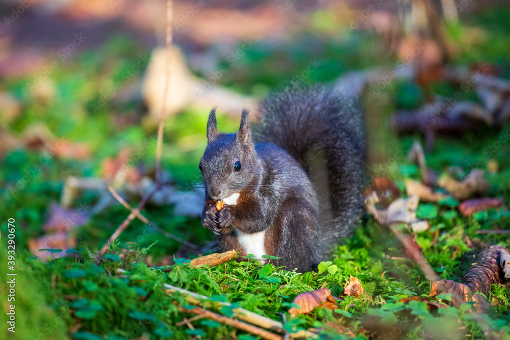 Allgäu - Eichhörnchen - niedlich - Fischen Allgäu - Eichhörnchen - niedlich - Fischen