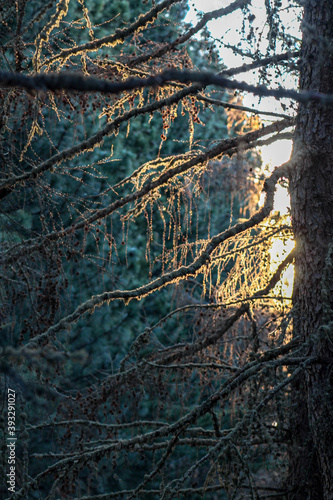 branches in the wood © SWOF.ph