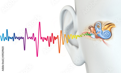Human ear anatomy with colorful sound wave, medically 3D illustration photo