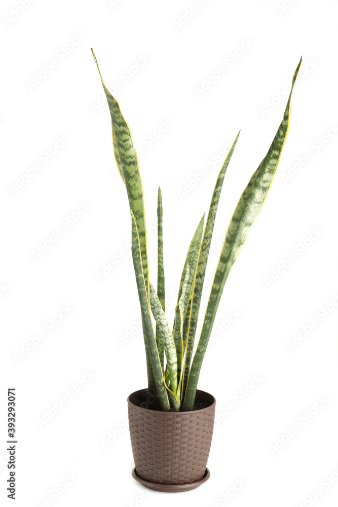 Decorative house plant - Sansevieria cylindrica isolated on white Decorative house plant - Sansevieria cylindrica isolated on white