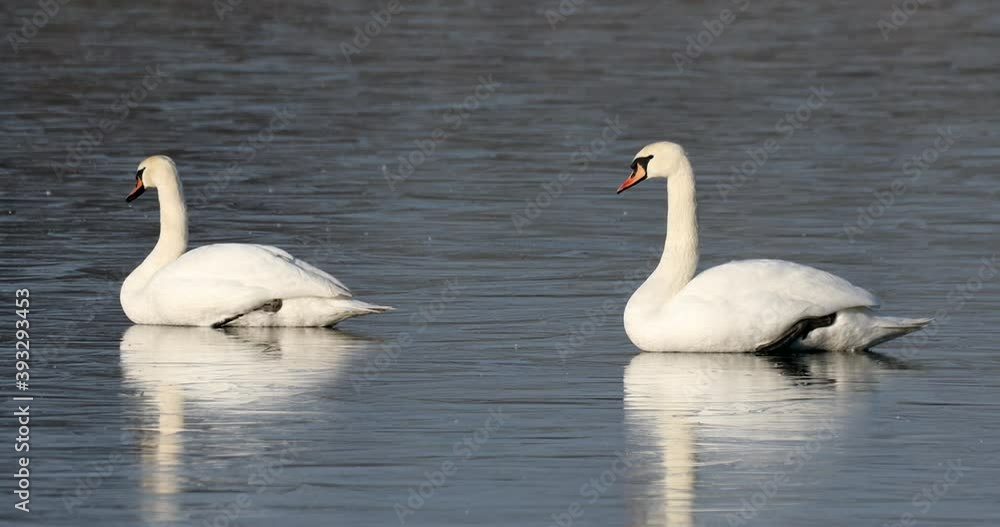 white mute swan relaxing on frozen pond. Nature winter scene. Czech Republic, European countryside wildlife. white mute swan relaxing on frozen pond. Nature winter scene. Czech Republic, European countryside wildlife.