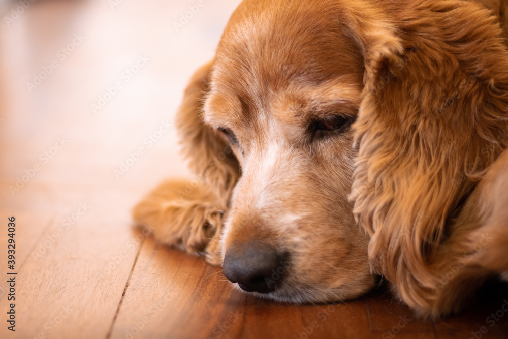 Cocker spaniel dog resting on the floor with a dramatic look thinking seriously about his life