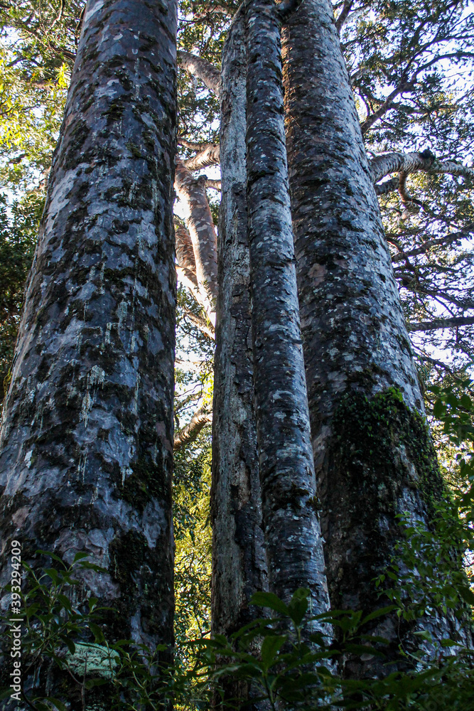 Fototapeta premium trees in the forest