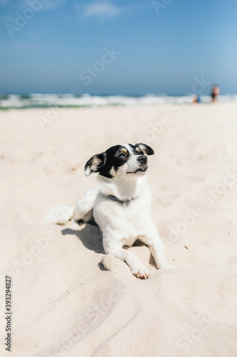 Fototapeta Naklejka Na Ścianę i Meble -  Little Jack Russell terrier dog enjoying the sun at the beach